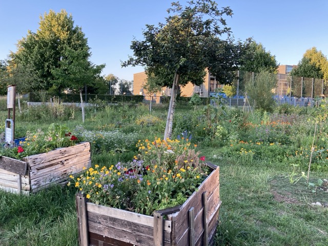 Essbares Rieselfeld 2020
