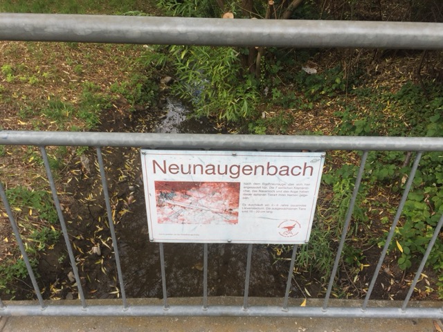 Neunaugenbach Geschichte