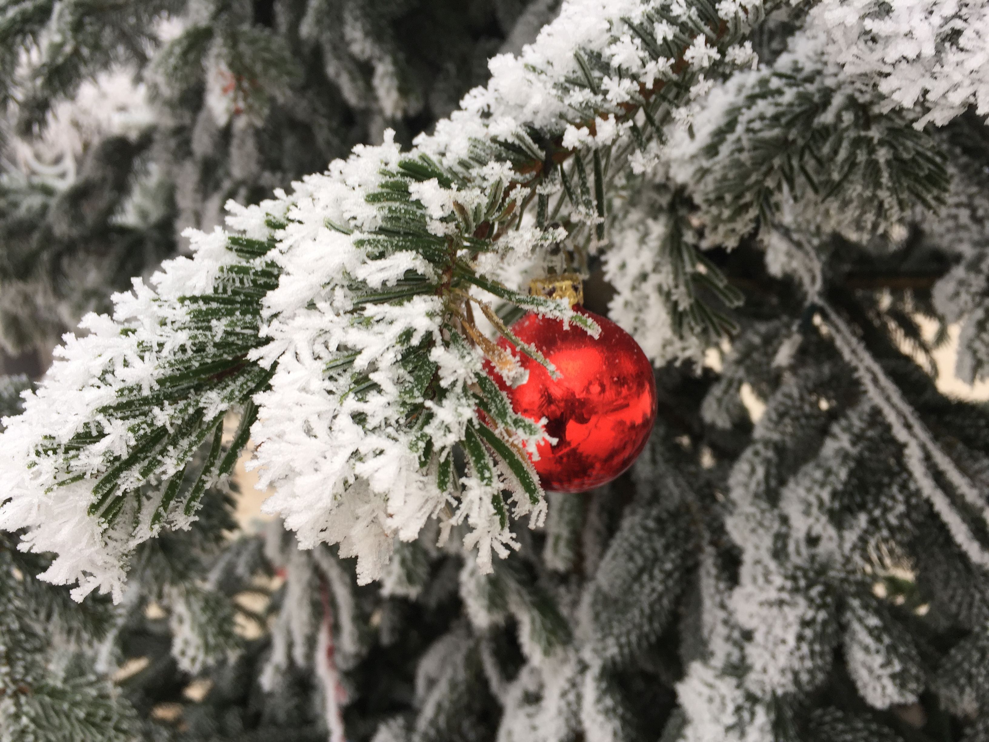 verzuckertes winterliches Rieselfeld 6