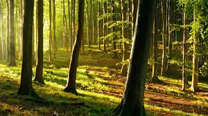 Wald