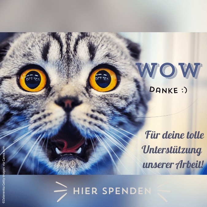 Spendenaufruf mit erstaunter Katze