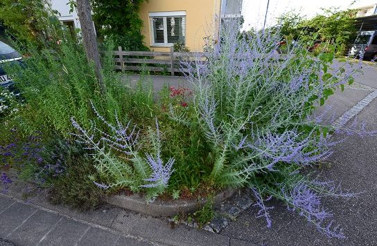 biv baumscheiben wettbewerb 2016 21 20160708 1939675630