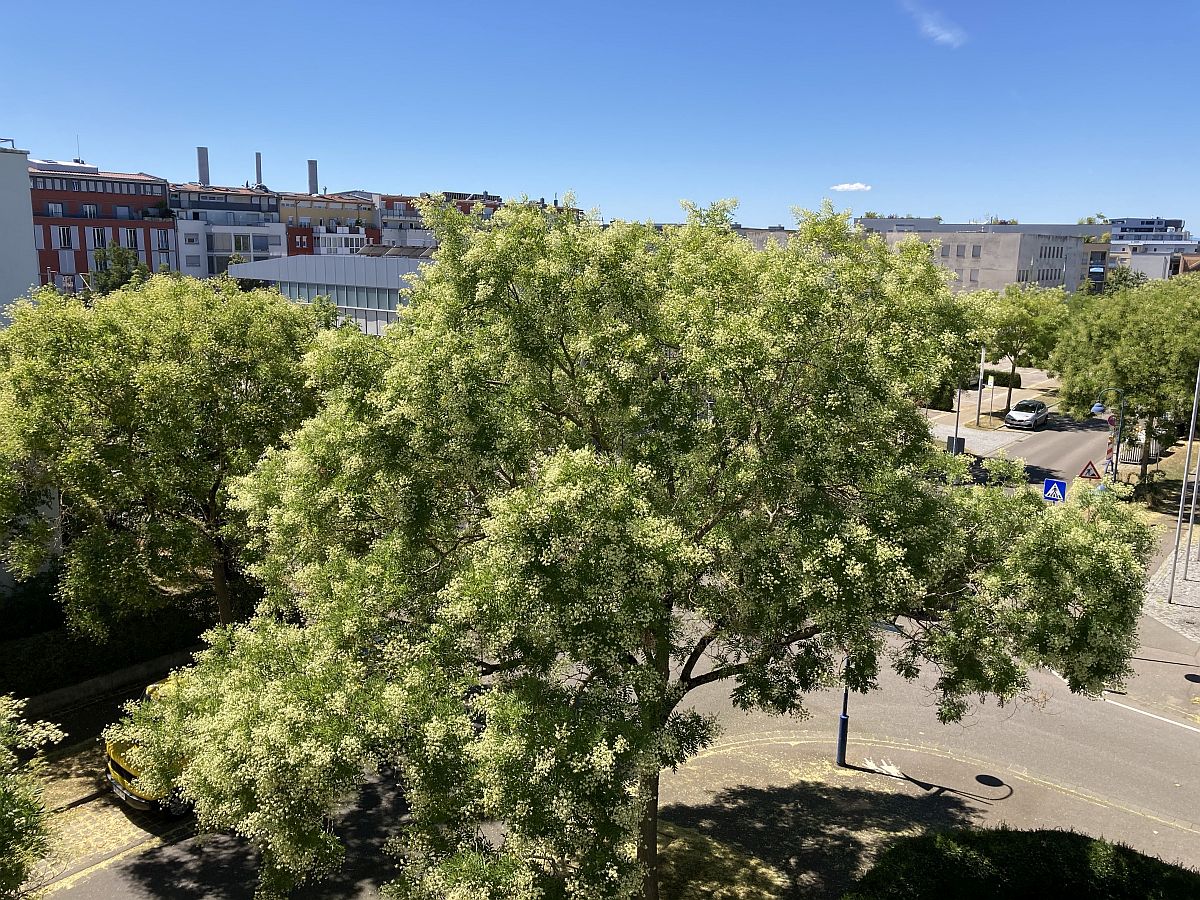 Bäume in der Willy-Brandt-Allee