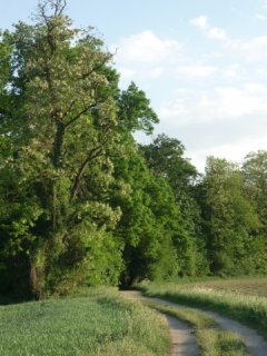 Baum im wandel der jahreszeiten Dietenbach