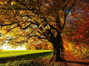 BI Dietenbach Herbstbild