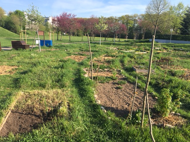 Urban gardening essbares rieselfeld Corinna Spellerberg 2