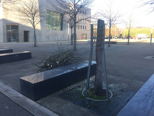 Baumfällung Maria von Rudloff Platz 2020 7