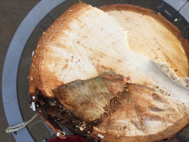 Baumfällung Maria von Rudloff Platz 2020 7