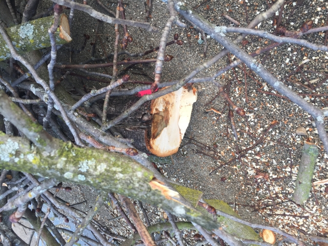 Baumfällung Maria von Rudloff Platz 2020 7