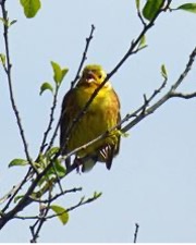 Goldammer Naturschutzgebiet Rieselfeld