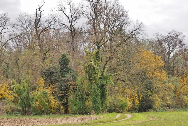 Langmatten W Eingang 1200