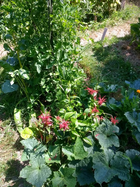 Klimagarten sibylle
