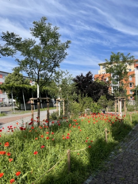 2025 06 Mathilde Otto Platz IMG 9329 Rieselfeld