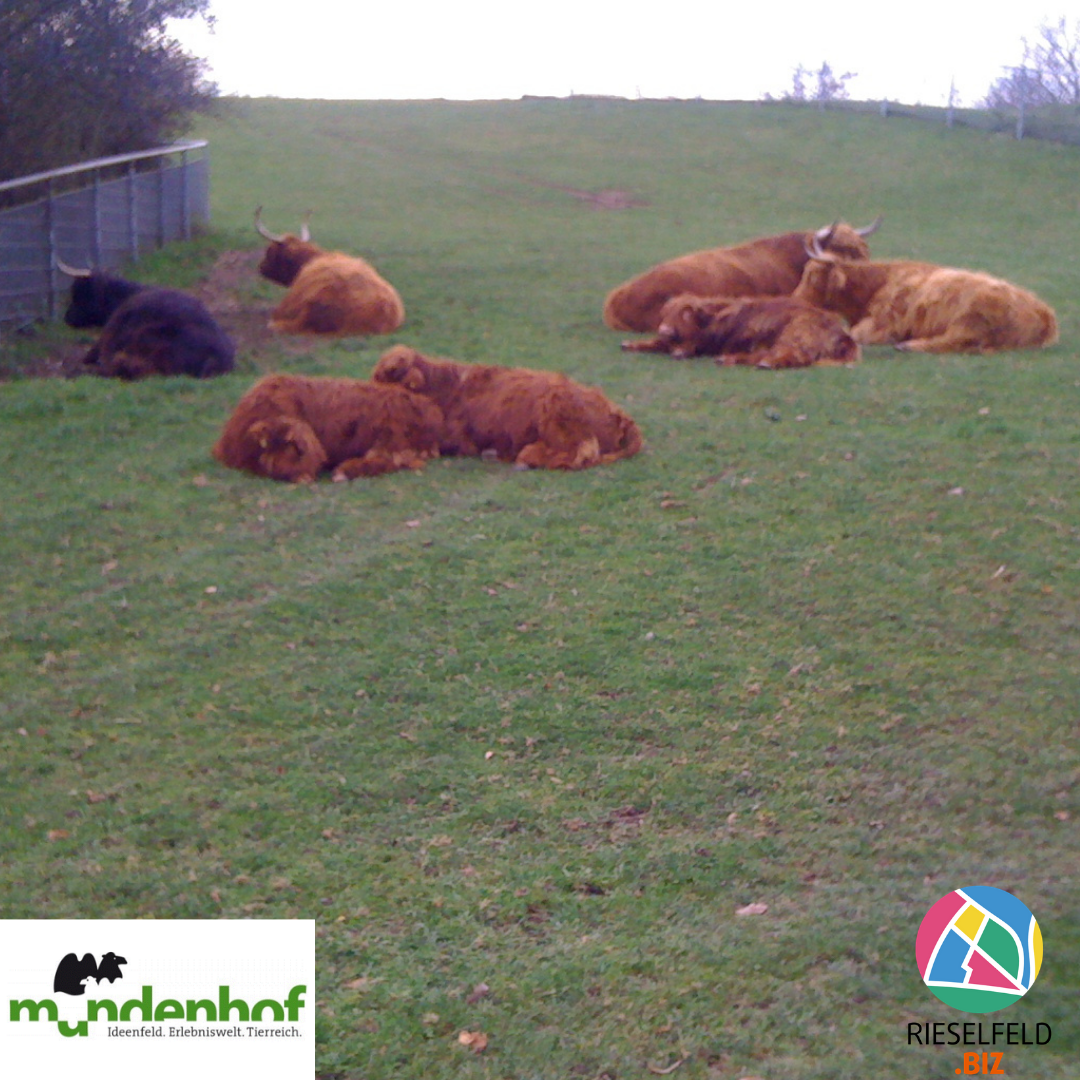 Mundenhof Tiere Rieselfeld