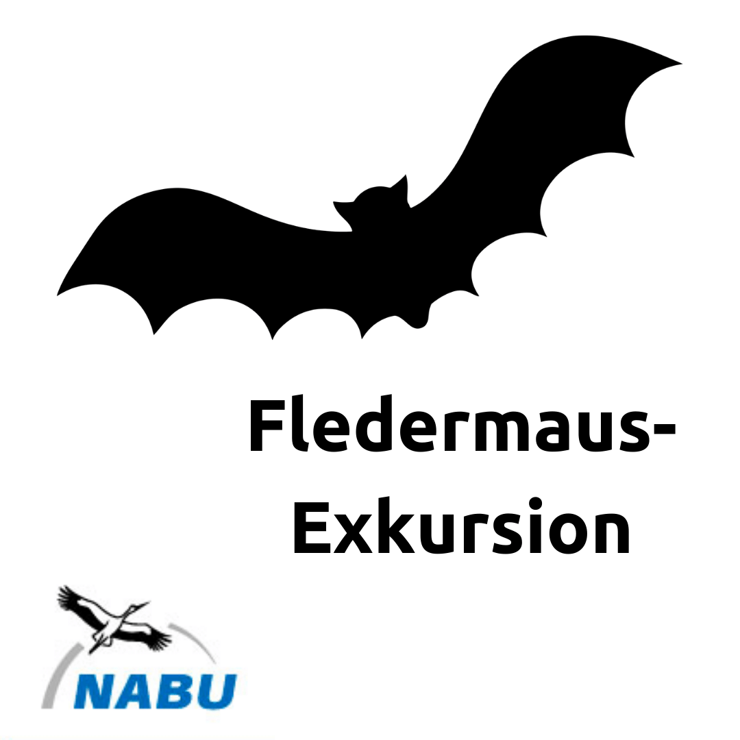 Fledermaus Exkursion