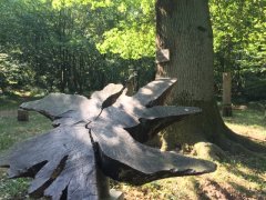 Stileiche Rieselfeld Naturlehrpfad 5