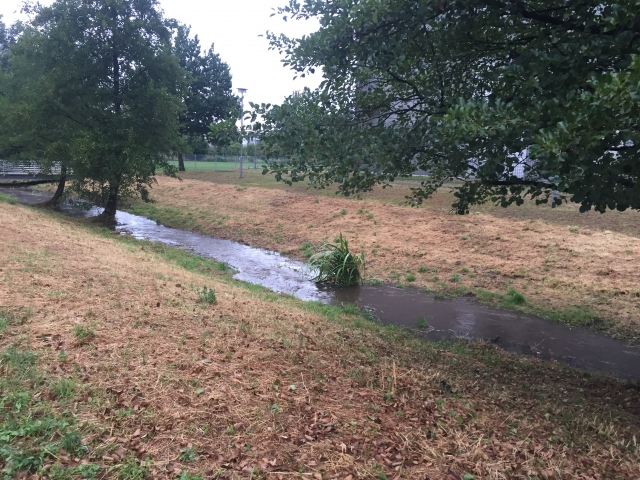 Neunaugenbach Rieselfeld Juli 2019