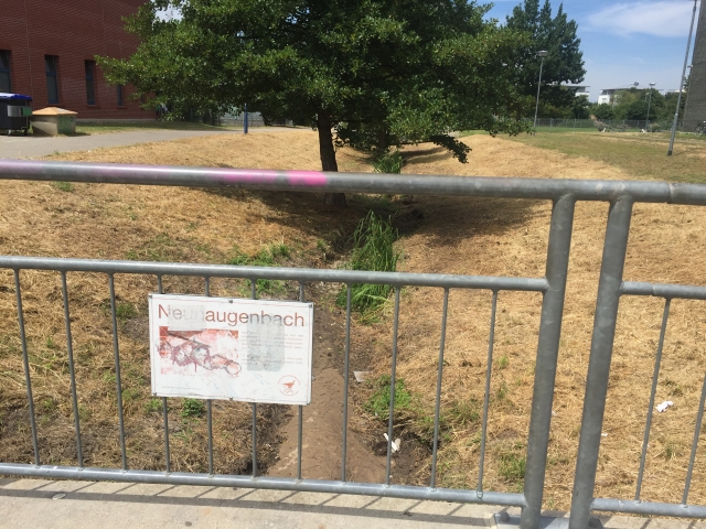 Neunaugenbach Rieselfeld Juli 2019
