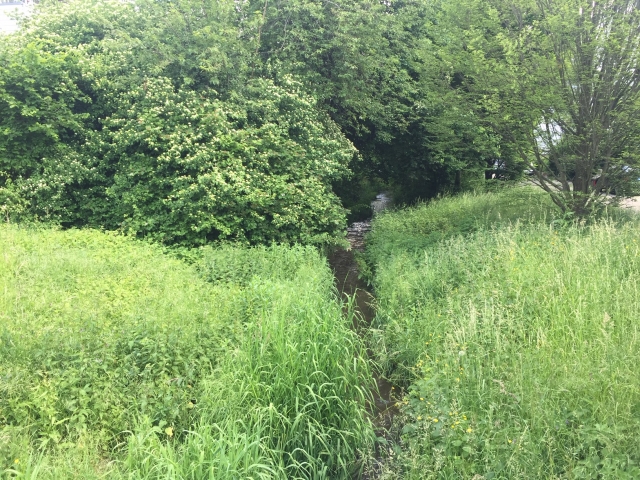 Neunaugenbach im Mai 2019 Neunaugenbach Rieselfeld Juli 2019