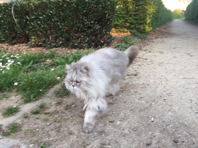 graue katze rieselfeld