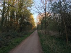 Wald Rieselfeld copyright Gabi Obi
