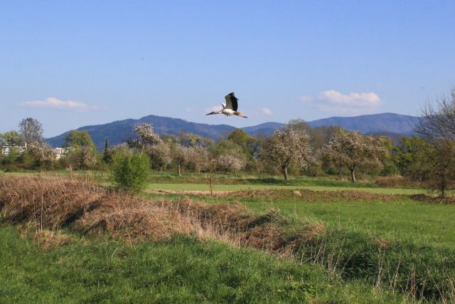 Naturschutzgebiet Rieselfeld Copyright Sigrid Stiet 640