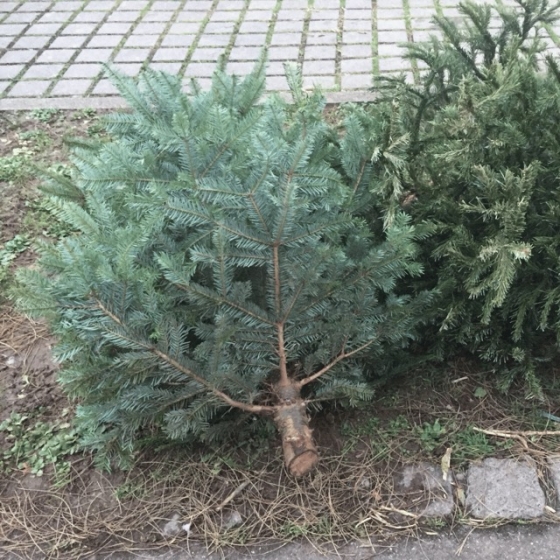 abgeschmückte Weihnachtsbäume am Straßenrand