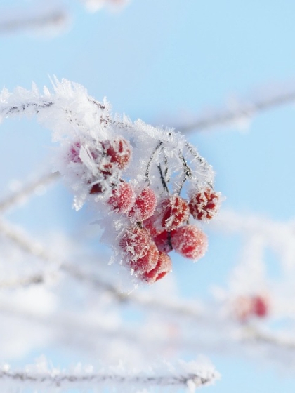 silviarita auf pixabay (Beeren im Eis)