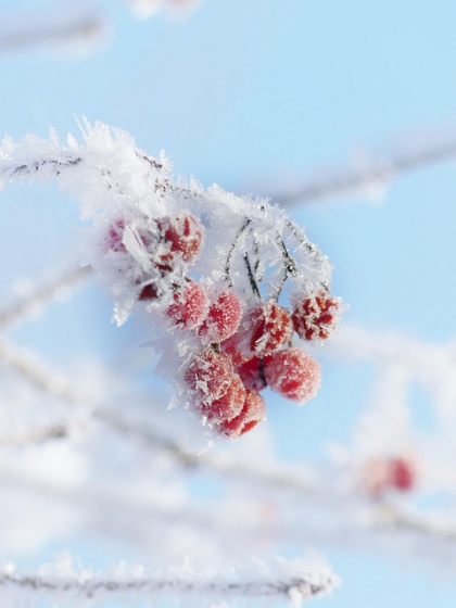 silviarita auf pixabay (Beeren im Eis)