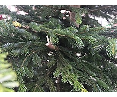 Weihnachtsbaumstellen 2016_25