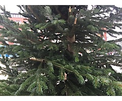 Weihnachtsbaumstellen 2016_28